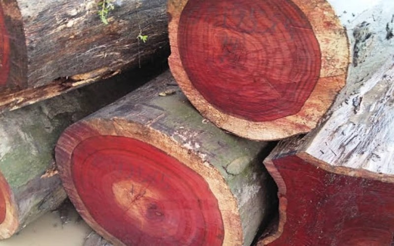 Khai thác gỗ hương đỏ