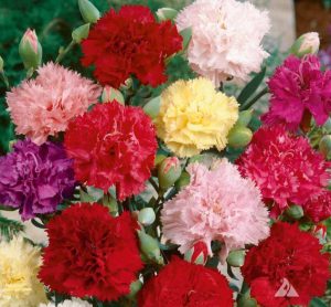 Tùy vào số lượng hoặc sở thích cá nhân bạn có thể lựa chọn số lượng hoa cắm bàn thờ